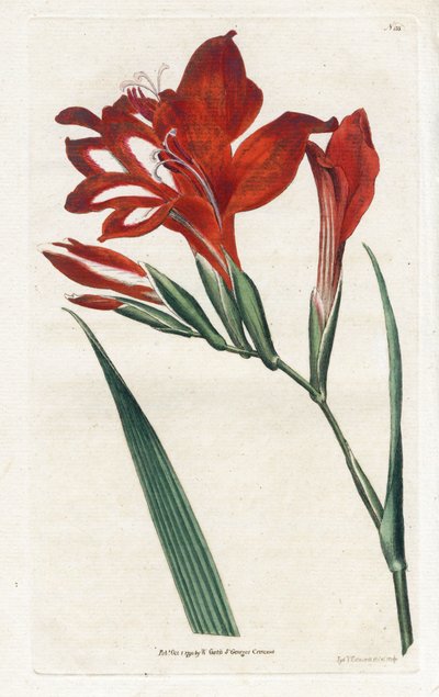 Glaieul cardinal - James Sowerby (1757-1822) によるリトグラフィー、William Curtis (1746-1799) による Botanical Magazine より 作： James Sowerby
