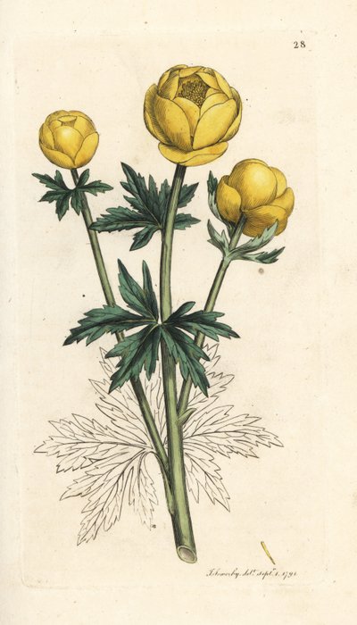 地球の花、Trollius europaeus。 James Smith