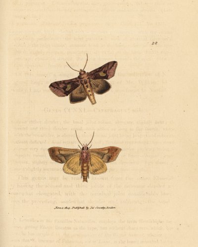 ゴールド スパングル蛾、Autographa bractea (Phalaena Noctua bractea)。 The British Miscellany の James Sowerby による手彩色の銅版画、または新しい、珍しい、またはほとんど知られていない動物の彩色された図。 作： James Sowerby