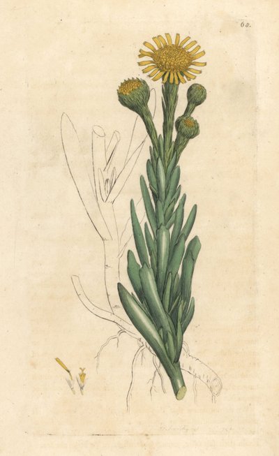 Golden samphire, Limbarda crithmoides (Samphire-leaved fleabane, Inula crithmoides) James Smith