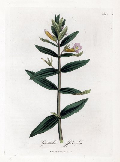 Gratiole officinale - ヘッジヒソップ、Gratiola officinalis。 ジェームズ・ソワービーによるウィリアム・ウッドビルの植物図とウィリアム・ジャクソン・フッカー卿の「「医療植物学」」、ジョン・ボーン、ロンドンの手彩色銅版画 作： James Sowerby