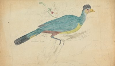 Grande Turaco Azul 作： James Sowerby