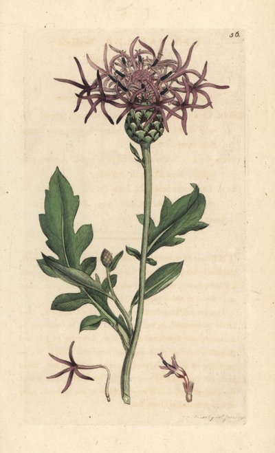 ヤグルマギク、Centaurea scabiosa (Centauree scabieuse) ロンドンの James Smith