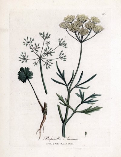 グリーンアニス (Pimpinella anisum)。 James Sowerby によるイラストからの手彩色の銅版画。 ウィリアム・ウッドヴィルとサー・ウィリアム・ジャクソン・フッカーの著書「「薬用植物」」（1832 年）からの抜粋。 作： James Sowerby