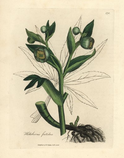 緑の花の悪臭を放つヘレボルスまたはクマの足、Helleborus foetidus 作： James Sowerby
