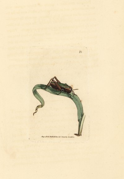 緑のバッタ、Omocestus viridulus (Gryllus viridulus)。 The British Miscellany の James Sowerby による手彩色の銅版画、または新しい、珍しい、またはほとんど知られていない動物の彩色された図。 作： James Sowerby