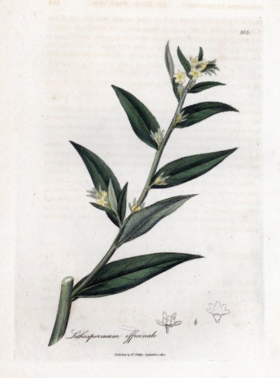 Gremil オフィシナルまたはパール グラス - Gromwell、Lithospermum officinale。 ジェームズ・ソワービーによるウィリアム・ウッドビルの植物図とウィリアム・ジャクソン・フッカー卿の「「医療植物学」」、ジョン・ボーン、ロンドンの手彩色銅版画 作： James Sowerby