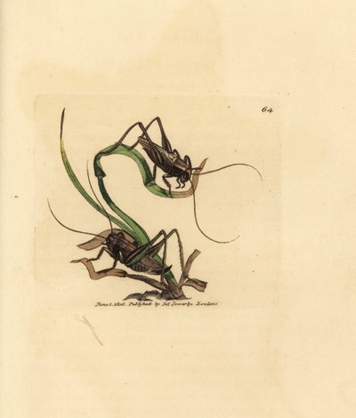 灰色のブッシュ クリケット、Platycleis grisea (灰色イナゴ、イナゴ grisea)。 The British Miscellany の James Sowerby による手彩色の銅版画、または新しい、珍しい、またはほとんど知られていない動物の彩色された図。 作： James Sowerby