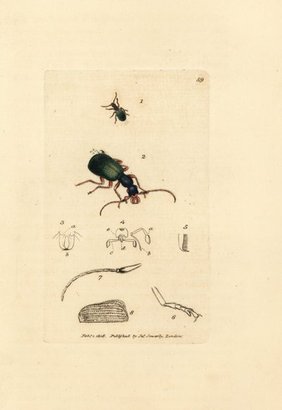 オサムシ、Drypta dentata (Golden-mouthed carabus、Carabus chrysostomos)。 The British Miscellany の James Sowerby による手彩色の銅版画、または新しい、珍しい、またはほとんど知られていない動物の色付きの図。 作： James Sowerby