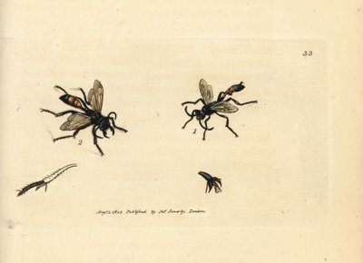 毛むくじゃらのサンドワスプ、ポダロニア ヒルスタ (Ammophila hirsuta)。 The British Miscellany の James Sowerby による手彩色の銅版画、または新しい、珍しい、またはほとんど知られていない動物の色付きの図。 作： James Sowerby