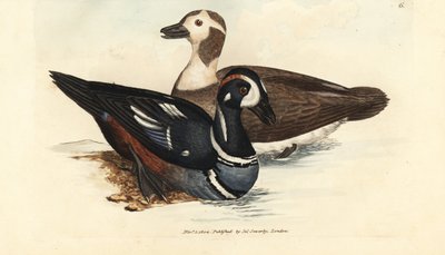 ハーレクイン アヒル、ヒストリオニクス ヒストリオニクス (アナス ヒストリオニカ)。 男性と女性。 The British Miscellany の James Sowerby による手彩色の銅版画、または新しい、珍しい、またはほとんど知られていない動物の彩色された図。 作： James Sowerby