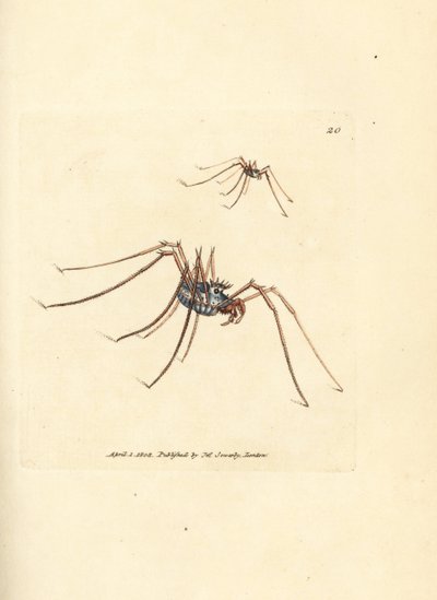 ハーベストマン クモ、Megabunus diadema。 The British Miscellany の James Sowerby による手彩色の銅版画、または新しい、珍しい、またはほとんど知られていない動物の色付きの図。 作： James Sowerby