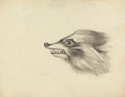 アライグマの頭 作： James Sowerby