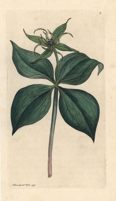 Herb Paris, Paris quadrifolia (Parisette à quatre feuilles) James Smith