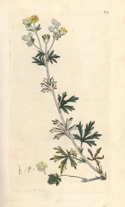 Hoary cinquefoil, Potentilla argentea (Cinquefoil) ロンドンの James Smith