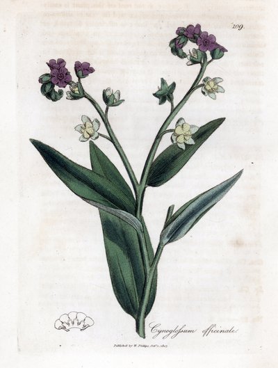 ハウンドの舌、Cynoglossum officinale。 ジェームズ・ソワービーによるウィリアム・ウッドビルの植物図とウィリアム・ジャクソン・フッカー卿の「「医療植物学」」、ジョン・ボーン、ロンドンの手彩色銅版画 作： James Sowerby