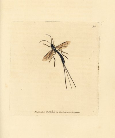 Ichneumon ハエ、Rhyssa persuasoria (Ichneumon persuasorius)。 The British Miscellany の James Sowerby による手彩色の銅版画、または新しい、珍しい、またはほとんど知られていない動物の彩色された図。 作： James Sowerby