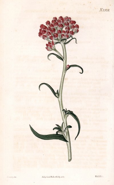イモータル スター - ヘリクリサム stellatum (コンパクト開花 gnaphalium、Gnaphalium congestum)。 サミュエル・カーティスの「「植物誌」」ロンドンのジェームズ・ソワービーによるイラストの後、ウェッデルによる手彩色の銅版画の彫刻 作： James Sowerby