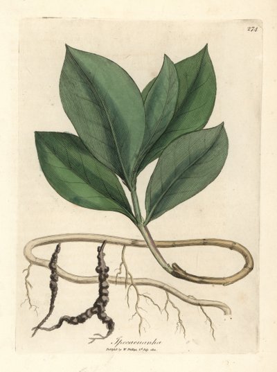 Ipecacuan、Ipecacuanha 作： James Sowerby