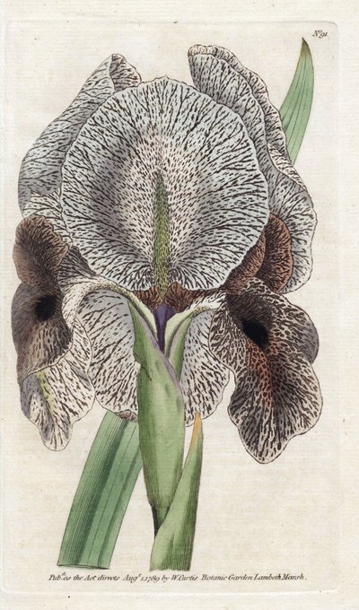 Iris de Charlcedoine または Susa - James Sowerby (1757-1822) によるリトグラフィー、William Curtis (1746-1799) の植物誌より 作： James Sowerby