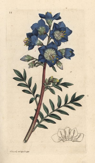ヤコブのはしごまたはギリシャのカノコソウ、Polemonium caeruleum ロンドンの James Smith