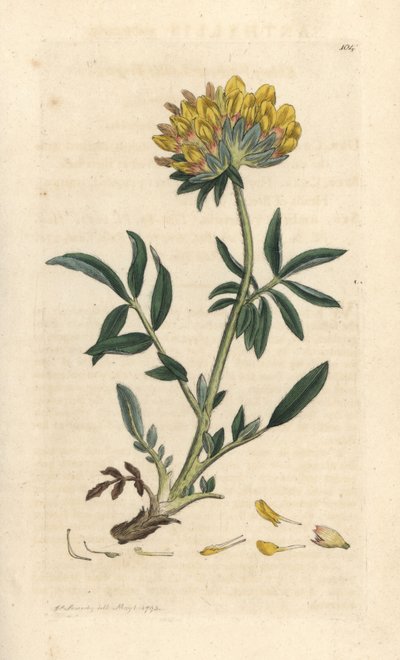 腎臓レンゲまたは女性の指、Anthyllis vulneraria (Anthyllide vulneraire) ロンドンの James Smith
