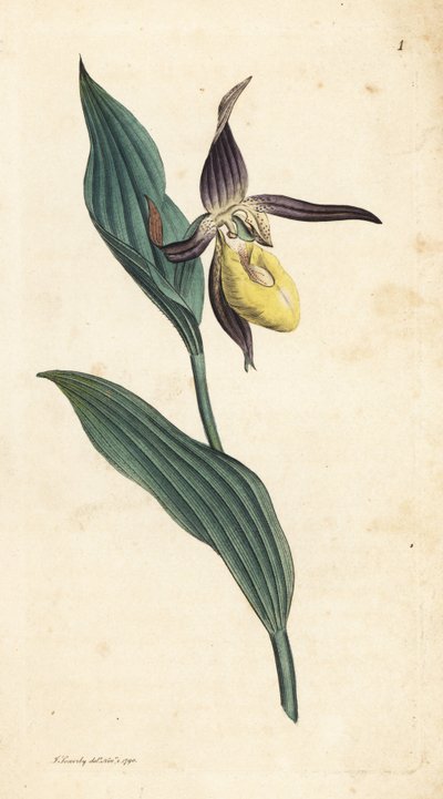レディススリッパラン、Cypripedium calceolus。 James Smith