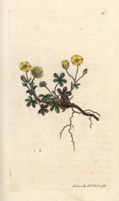 大輪のポテンティラ、Potentilla grandiflora (Spring cinquefoil、Potentilla verna) (cinquefoil) ジェームズ・スミスの英国植物学、ロンドンのジェームズ・ソワービーによるイラストの後に手彩色の銅板彫刻 作： James Sowerby