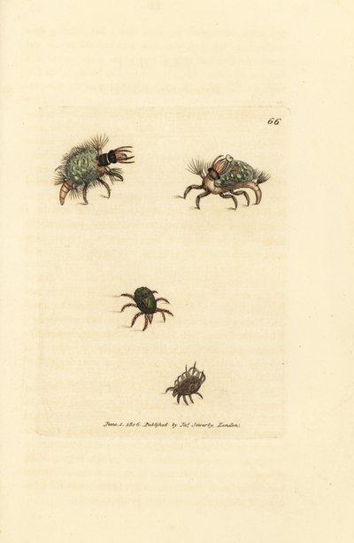地衣をまとったヘメロビウス (クサカゲロウ) の幼虫、ダニ、Acarus amictus と小さなバスケット ダニ、Acarus corbicula。 The British Miscellany の James Sowerby による手彩色の銅版画、または新しい、珍しい、またはあまり知られていないアニの色付きの図 作： James Sowerby