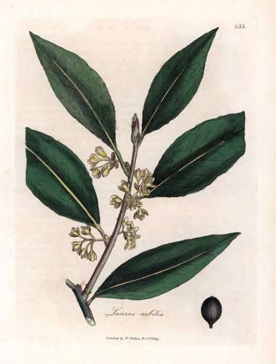 ローリエソース。 Botanique Medicinale の James Sowerby (1757-1822) による素描からの手彩色の銅版画 作： James Sowerby