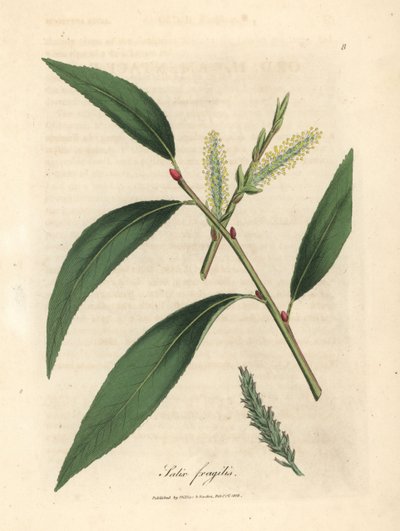 クラック ヤナギの葉と尾状花序、ヤナギ fragilis 作： James Sowerby