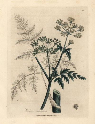 ツガの葉と花、Conium maculatum 作： James Sowerby