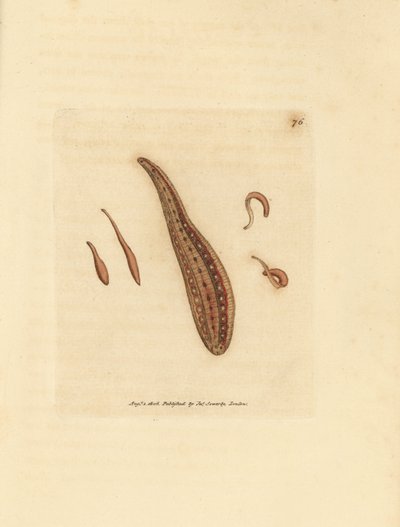 ヒル、ヒルドサーキュラン。 The British Miscellany の James Sowerby による手彩色の銅版画、または新しい、珍しい、またはほとんど知られていない動物の彩色された図。 作： James Sowerby