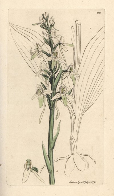 コチョウラン、プラタンテラ ビフォリア (Orchis bifolia)。 James Smith