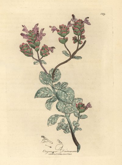 クレタ島のライラックの花が咲くディタニー、オリガナム dictamnus 作： James Sowerby