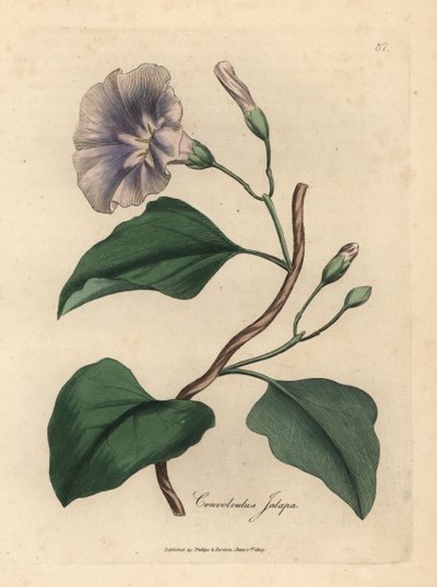 ライラックの花が咲くジャラップ ヒルガオ、コンボルブルス ジャラパ 作： James Sowerby