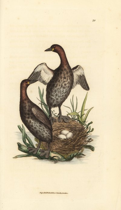 小さなカイツブリ、Tachybaptus ruficollis (小さなクロアゴカイツブリ、Colymbus hebridicus?)。 3個の卵を巣につがいにします。 The British Miscellany の James Sowerby による手彩色の銅版画、または新しい、珍しい、またはあまり知られていない動物の色付きの図 作： James Sowerby