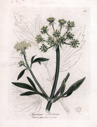Liveche (Ligustium levistium) または山の痛み。 James Sowerby によるイラストからの手彩色の銅版画。 ウィリアム・ウッドヴィルとサー・ウィリアム・ジャクソン・フッカーの著書「「薬用植物」」からの抜粋 1832. 疲れ知らずのソワービー (1757-1822) 作： James Sowerby