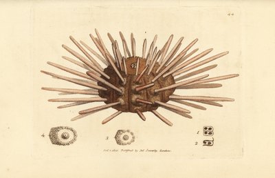 背の長いスレート ペン ウニ、Cidaris cidaris (Echinus cidaris)。 The British Miscellany の James Sowerby による手彩色の銅版画、または新しい、珍しい、またはほとんど知られていない動物の彩色された図。 作： James Sowerby