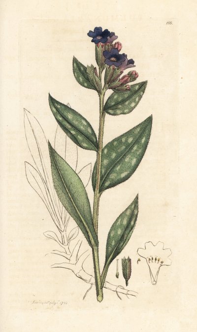 Lungwort, Pulmonaria officinalis (pulmonary) ロンドンの James Smith