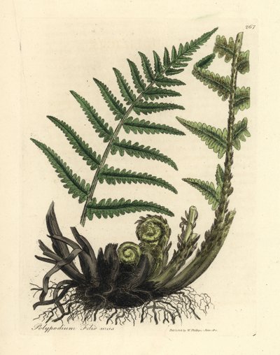 オスのタテジマシダ、Polypodium filix オス 作： James Sowerby