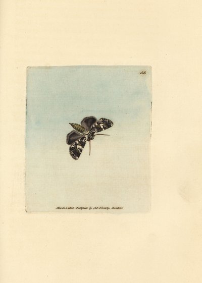 霜降りコロネットガ、ハデナ・コンフサ (Phalaena x-scriptum)。 The British Miscellany の James Sowerby による手彩色の銅版画、または新しい、珍しい、またはほとんど知られていない動物の彩色された図。 作： James Sowerby