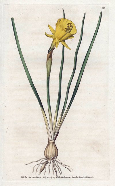 メデューサ トランペット - James Sowerby (1757-1822) によるリトグラフィー、William Curtis