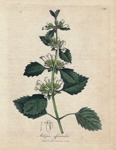 Melisse officinale (Melissa officinalis). Hand-coloured copper engraving from an illustration by James Sowerby. Excerpt from the book of William Woodville and Sir William Jackson Hooker “” Botanique medicinale”” 1832. The tireless Sowerby (1757-1822) drew  作： James Sowerby