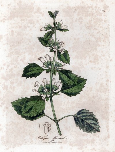 Melisse officinale または melisse レモングラス - 一般的なバーム、Melissa officinalis。 ジェームズ・ソワービーによるウィリアム・ウッドビルの植物図とウィリアム・ジャクソン・フッカー卿の「「医学植物学」」、ジョン・ボーン、ロンドンの手彩色の銅版画 作： James Sowerby