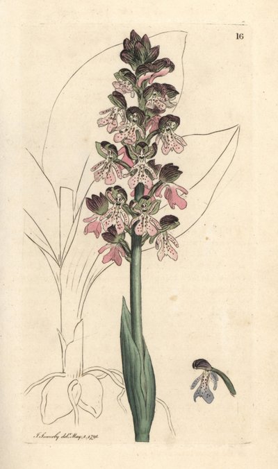 ミリタリー ラン、Orchis militaris (Orchis ウォリアー) James Smith