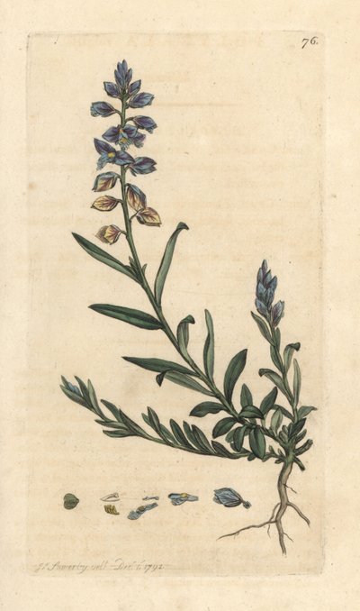 ミルクワート、Polygala vulgaris ロンドンの James Smith