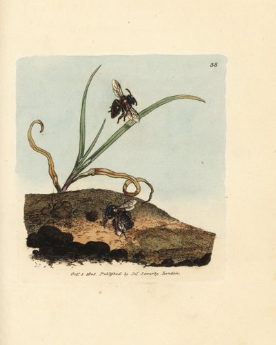 鉱山蜂、アンドレナ・ニグロアネア（メリッタ・ニグロアネア）。 The British Miscellany の James Sowerby による手彩色の銅版画、または新しい、珍しい、またはほとんど知られていない動物の色付きの図。 作： James Sowerby