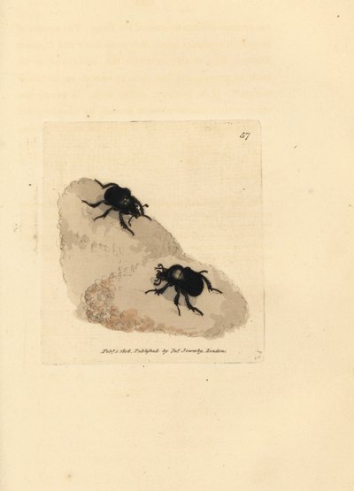 ミノタウロス カブトムシ、チファエウス チフス (Scarabaeus pumilus)。 The British Miscellany の James Sowerby による手彩色の銅版画、または新しい、珍しい、またはほとんど知られていない動物の彩色された図。 作： James Sowerby