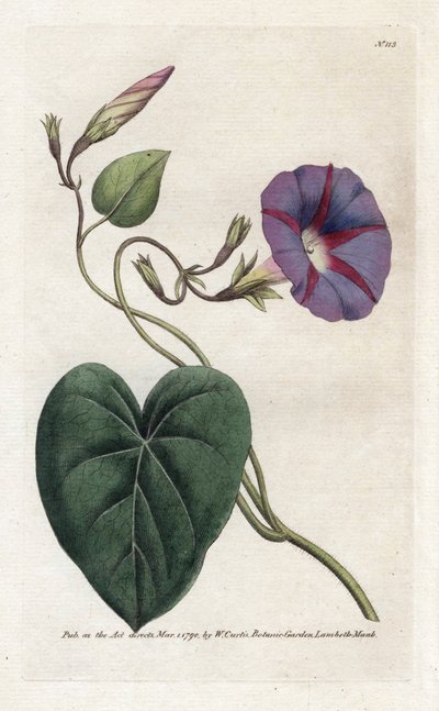 朝顔または Ipomee - James Sowerby (1757-1822) によるリトグラフィー、William Curtis